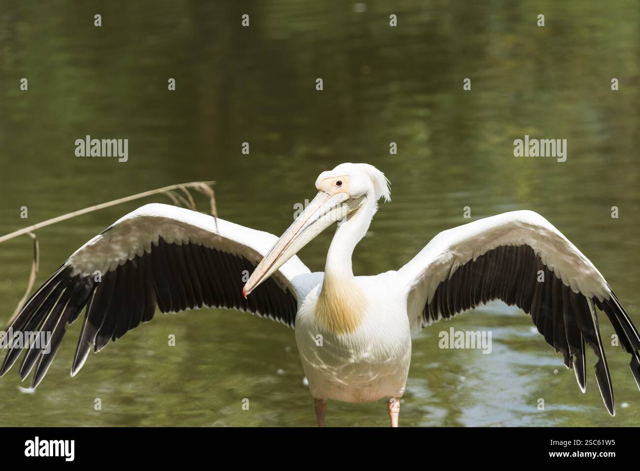Une image d'un beau pélican blanc Banque D'Images