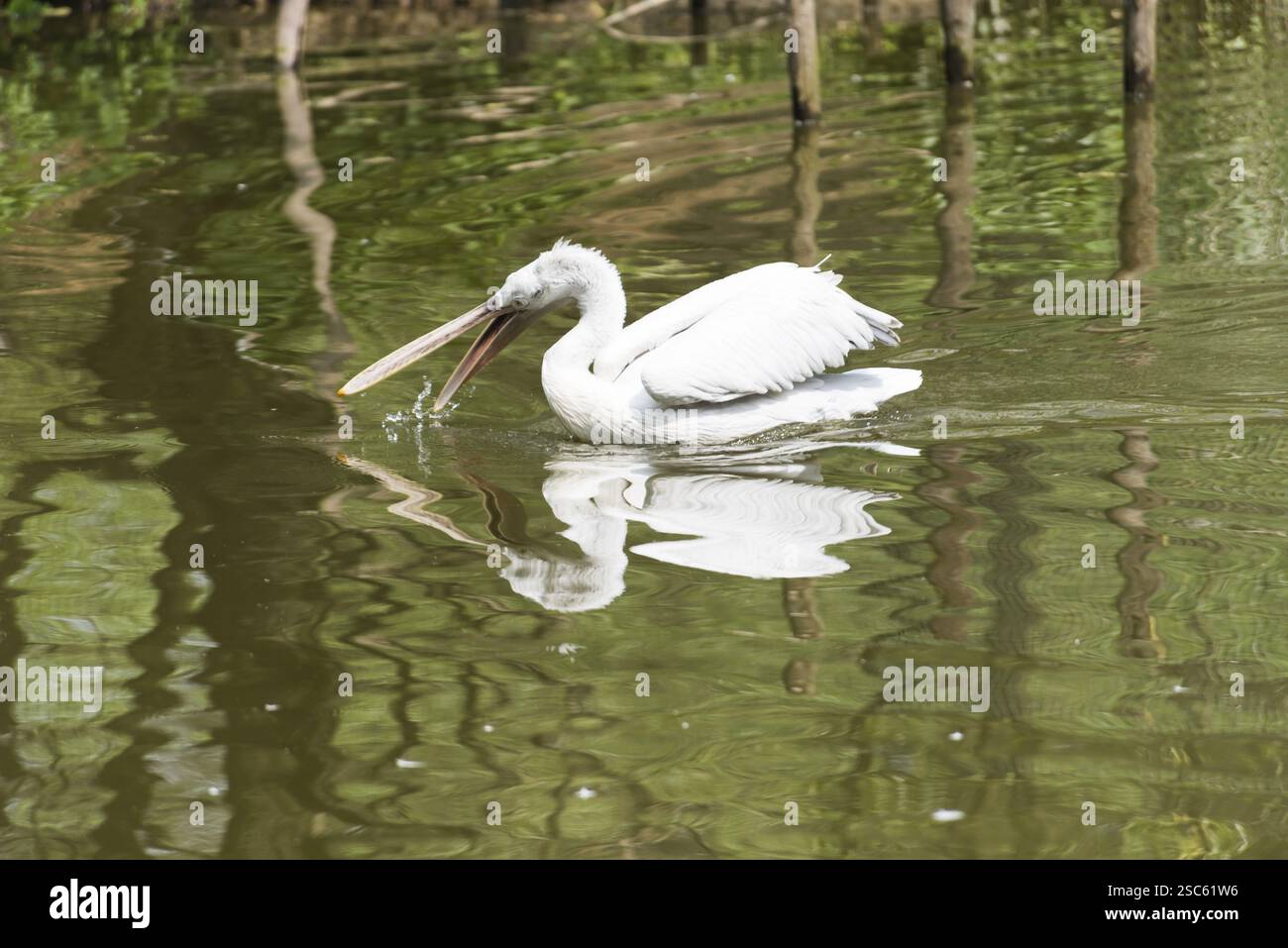 Une image d'un beau pélican blanc Banque D'Images