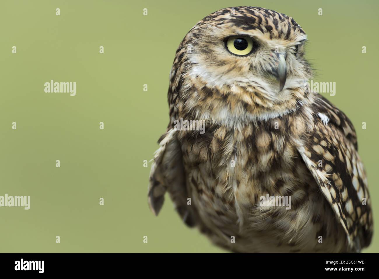 Une photo d'un beau hibou sur un arbre Banque D'Images