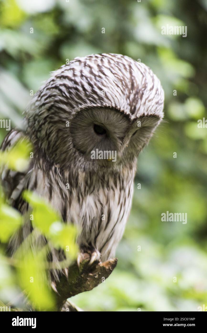 Une photo d'un beau hibou sur un arbre Banque D'Images