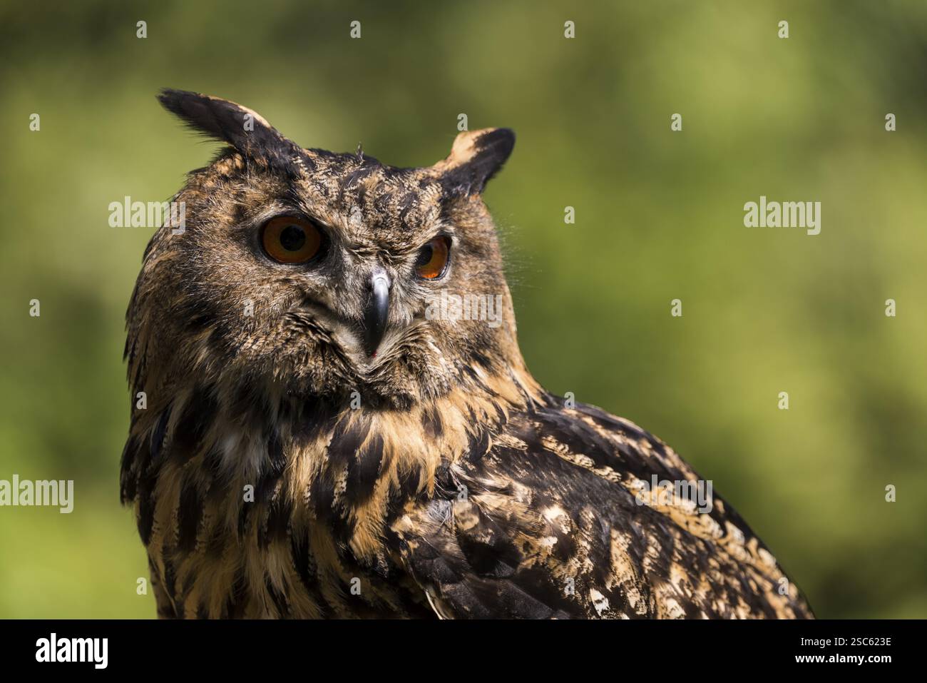 Une photo d'un beau hibou sur un arbre Banque D'Images