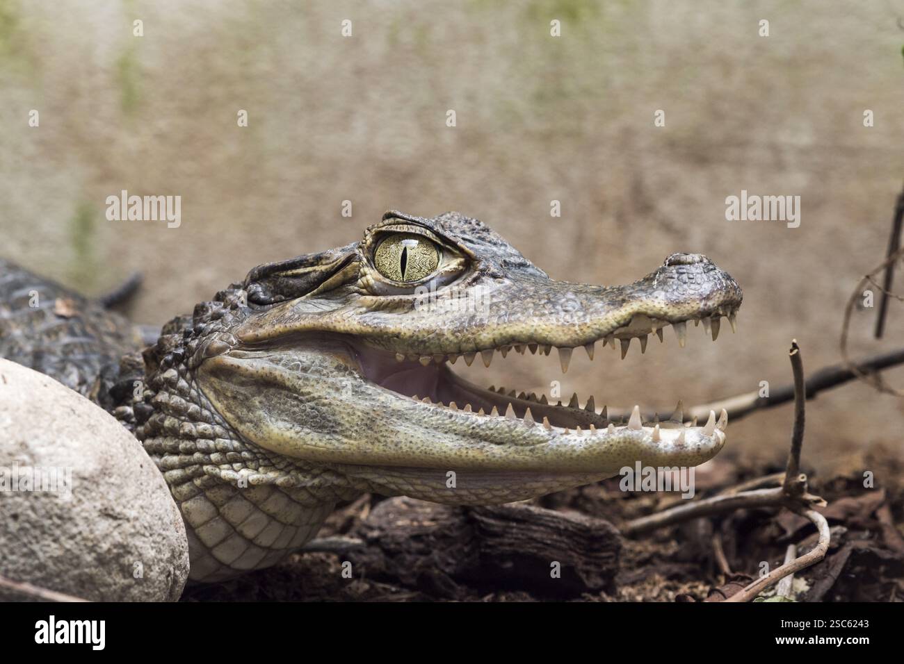 Une photo d'un dangereux crocodile Banque D'Images