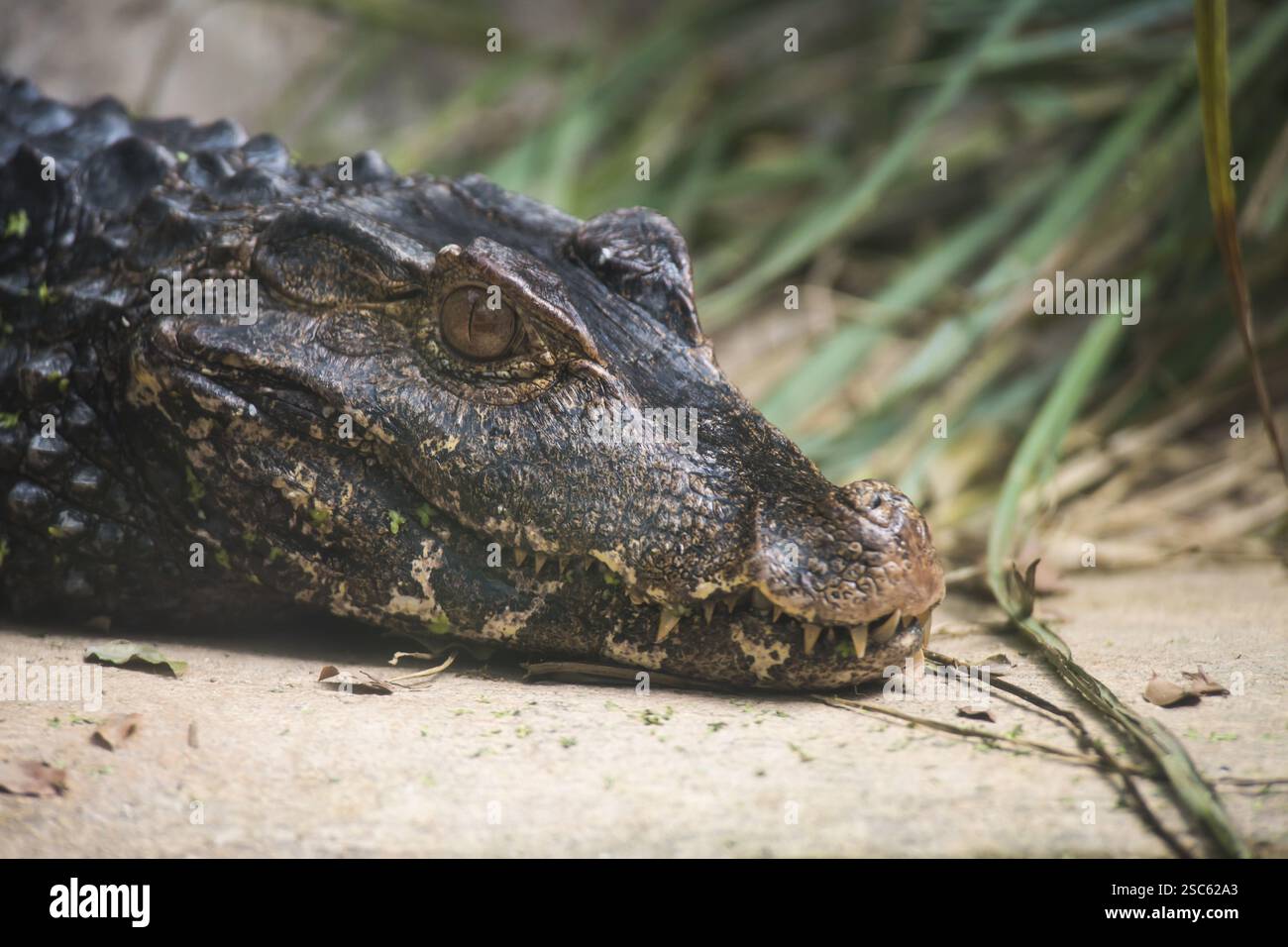 Une photo d'un dangereux crocodile Banque D'Images
