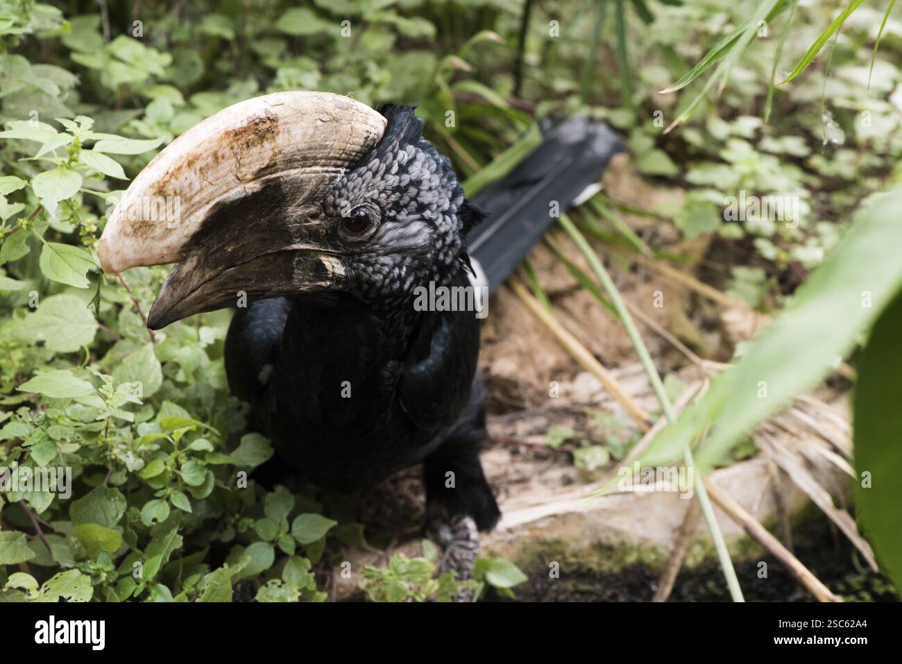 Une photo d'un beau bec de cheval parmi les feuilles Banque D'Images