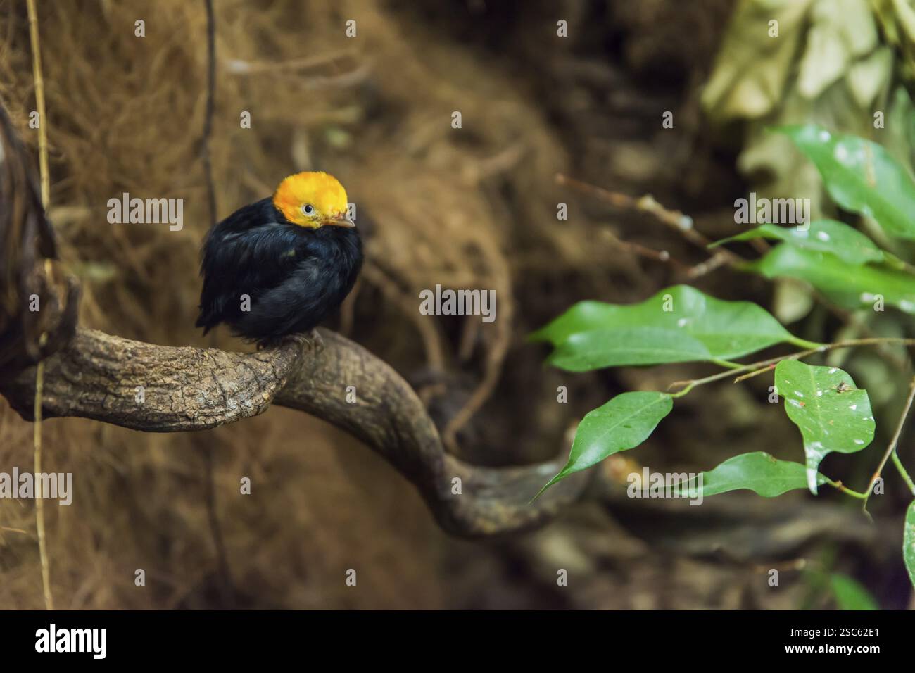 Une photo d'un petit oiseau avec la tête jaune et le corps noir Banque D'Images