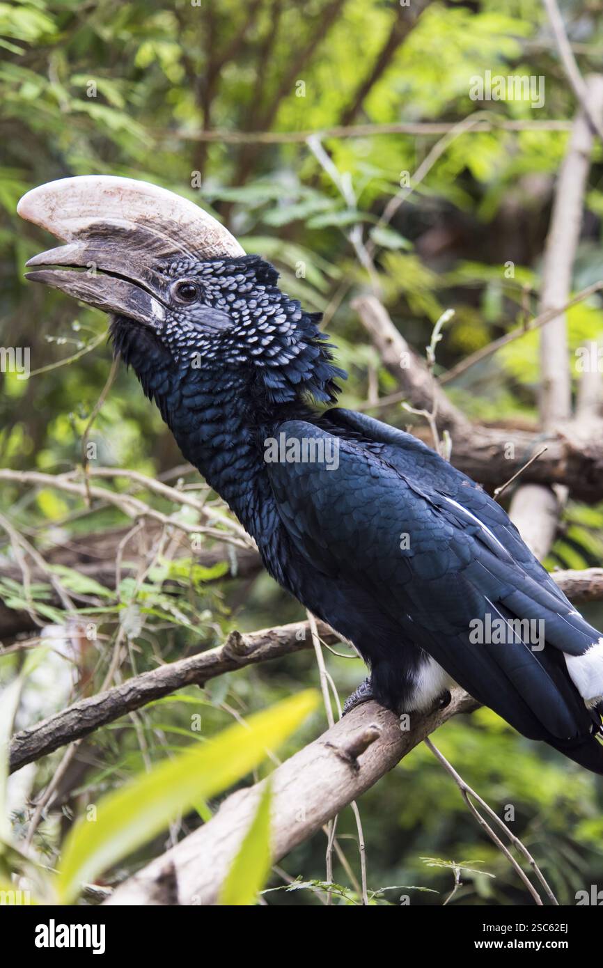 Une photo d'un beau bec de cheval parmi les feuilles Banque D'Images