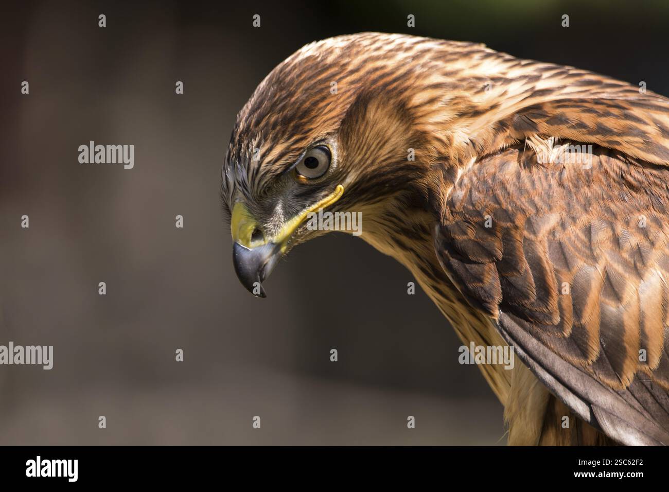 Une photo d'un beau faucon Banque D'Images