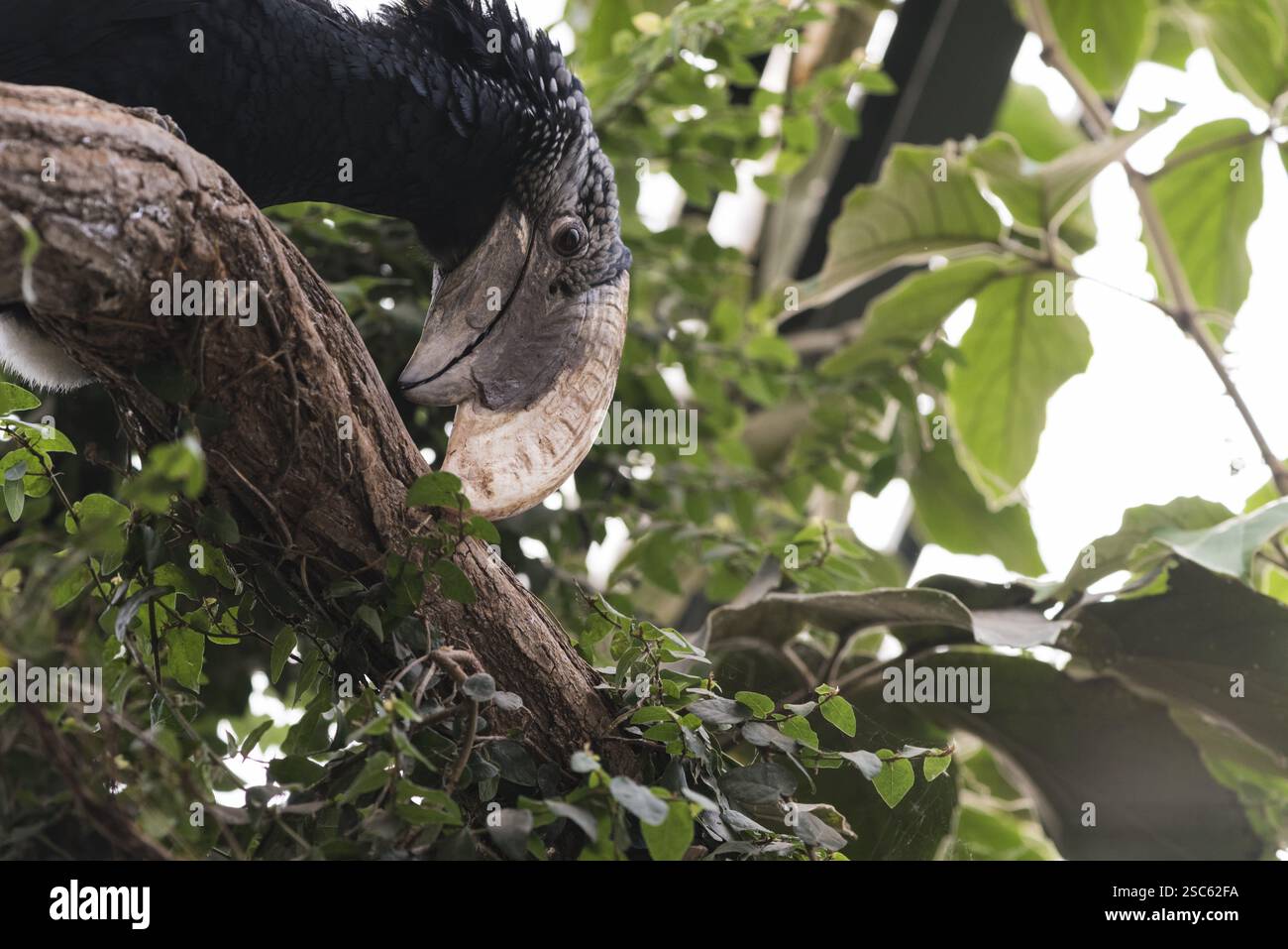 Une photo d'un beau bec de cheval parmi les feuilles Banque D'Images