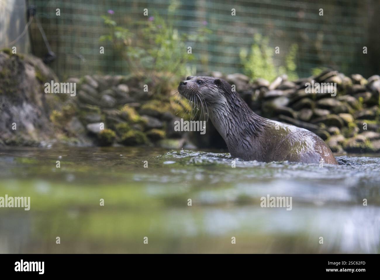 Une photo d'une loutre mignonne dans l'eau Banque D'Images