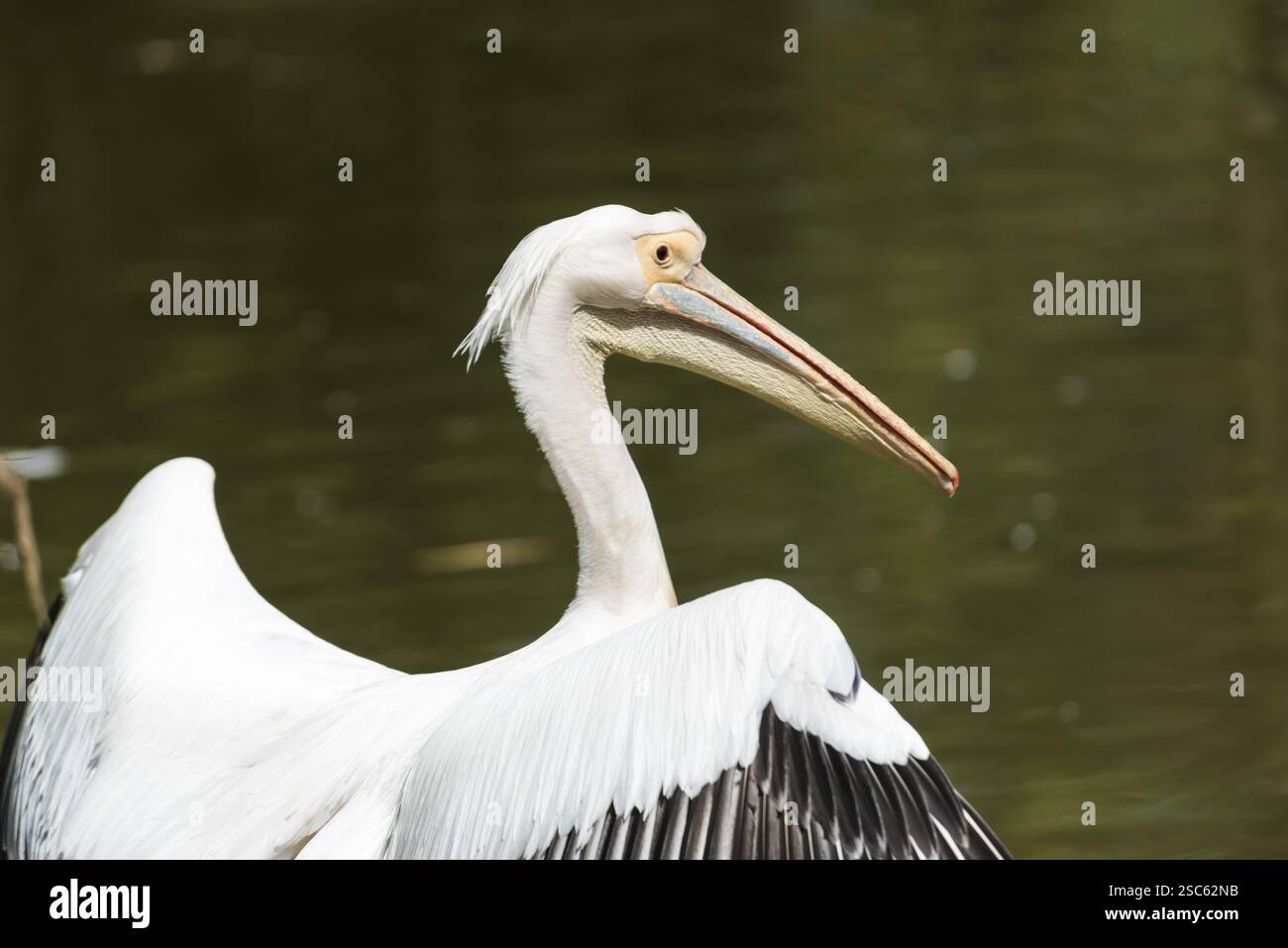Une image d'un beau pélican blanc Banque D'Images