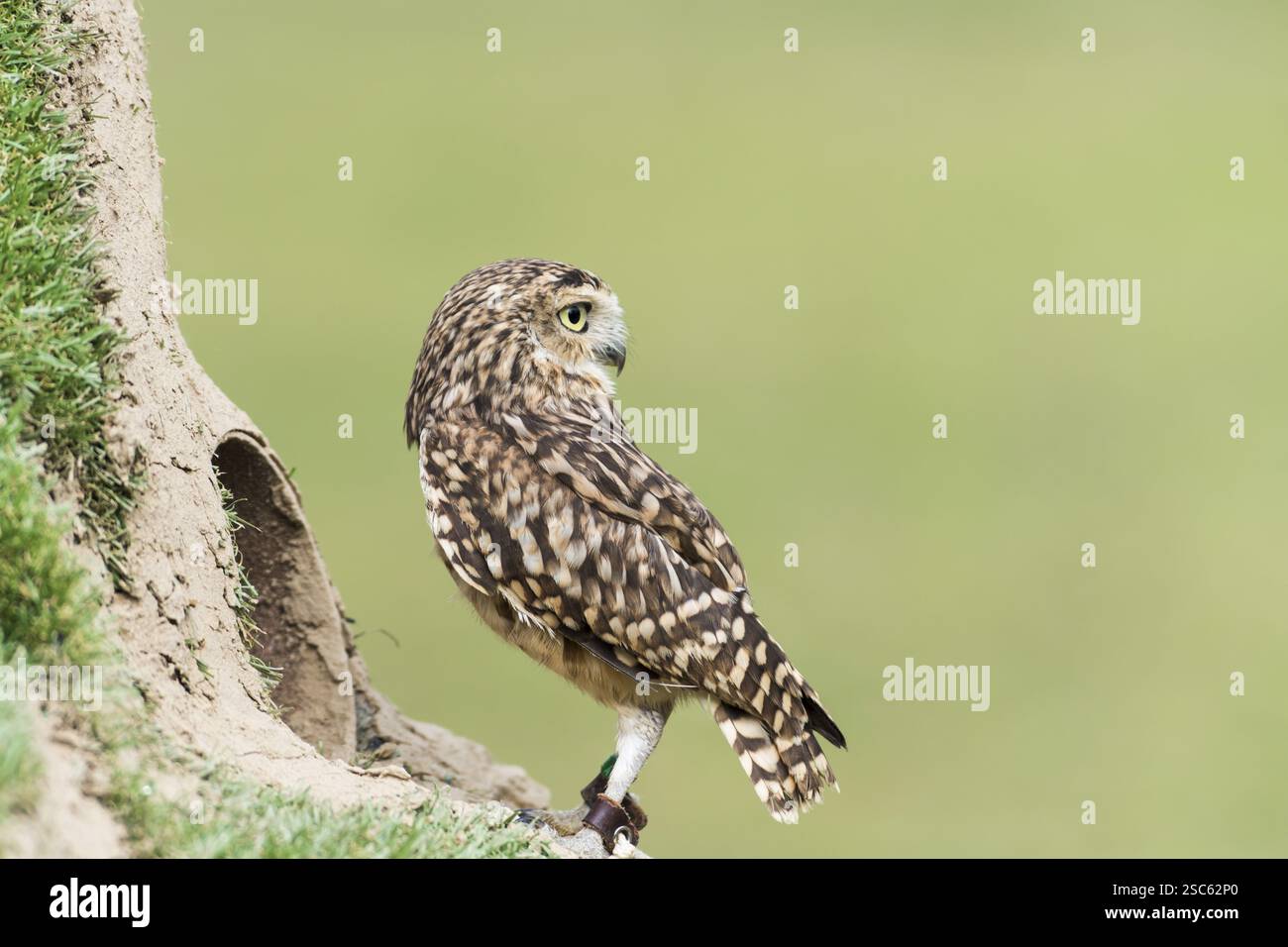 Une photo d'un beau hibou sur un arbre Banque D'Images