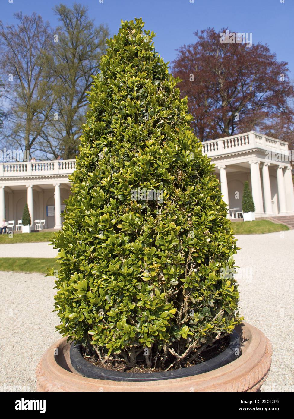 Grand arbuste vert dans un pot devant un élégant pavillon, Apeldoorn, pays-Bas Banque D'Images