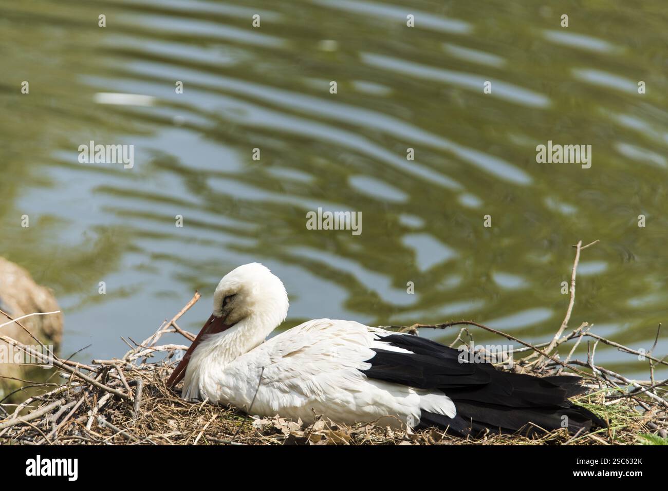 Une image d'une belle cigogne Banque D'Images
