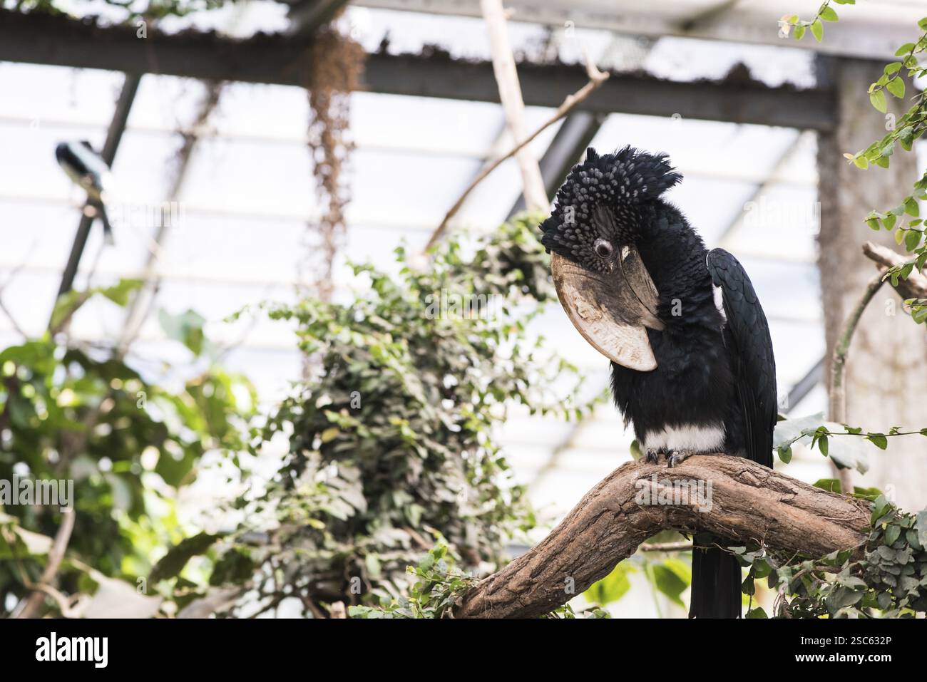 Une photo d'un beau bec de cheval parmi les feuilles Banque D'Images