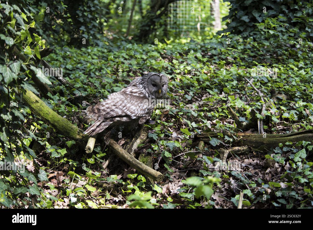 Une photo d'un beau hibou sur un arbre Banque D'Images