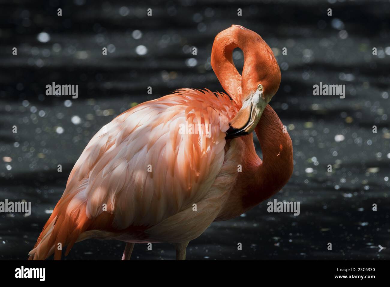 Une image de flamants roses dans l'eau Banque D'Images