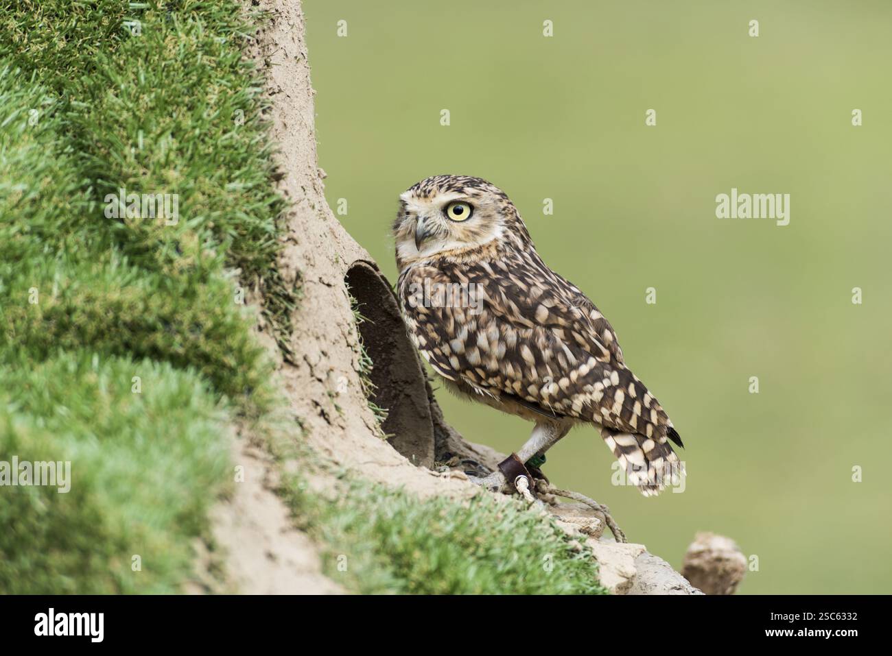 Une photo d'un beau hibou sur un arbre Banque D'Images