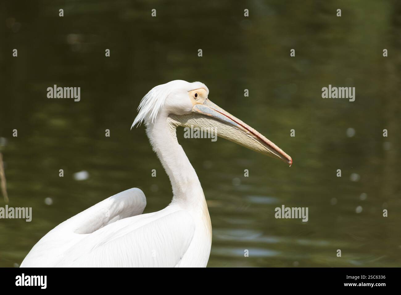 Une image d'un beau pélican blanc Banque D'Images