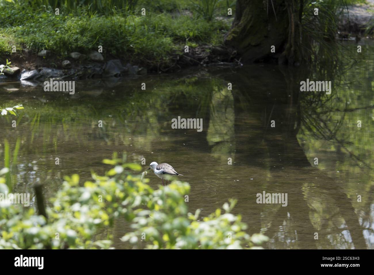 Une image d'un beau oiseau blanc pêchant Banque D'Images