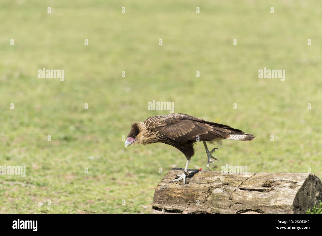 Une photo d'un beau faucon Banque D'Images