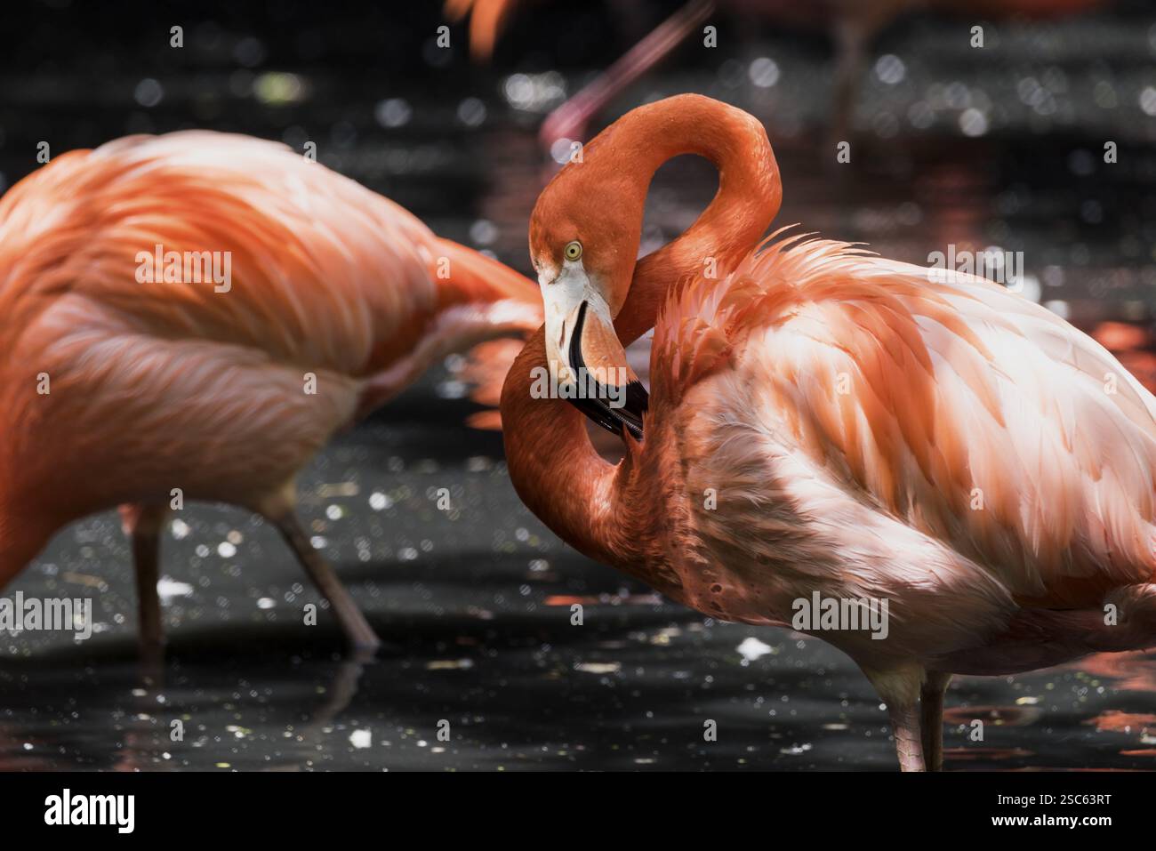 Une image de flamants roses dans l'eau Banque D'Images