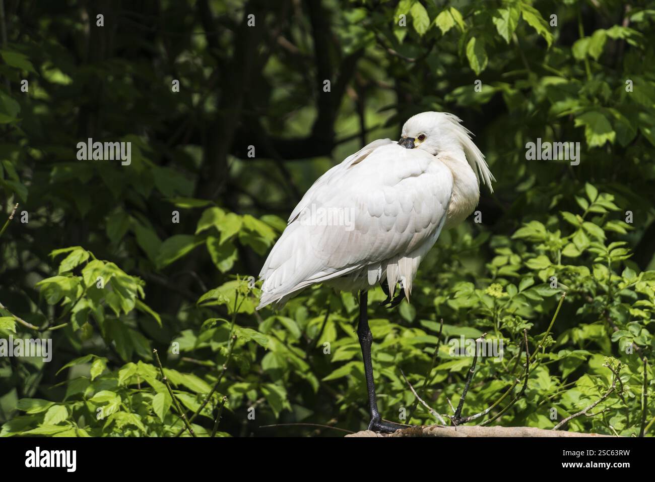 Une image d'une belle spatule blanche platalea Banque D'Images