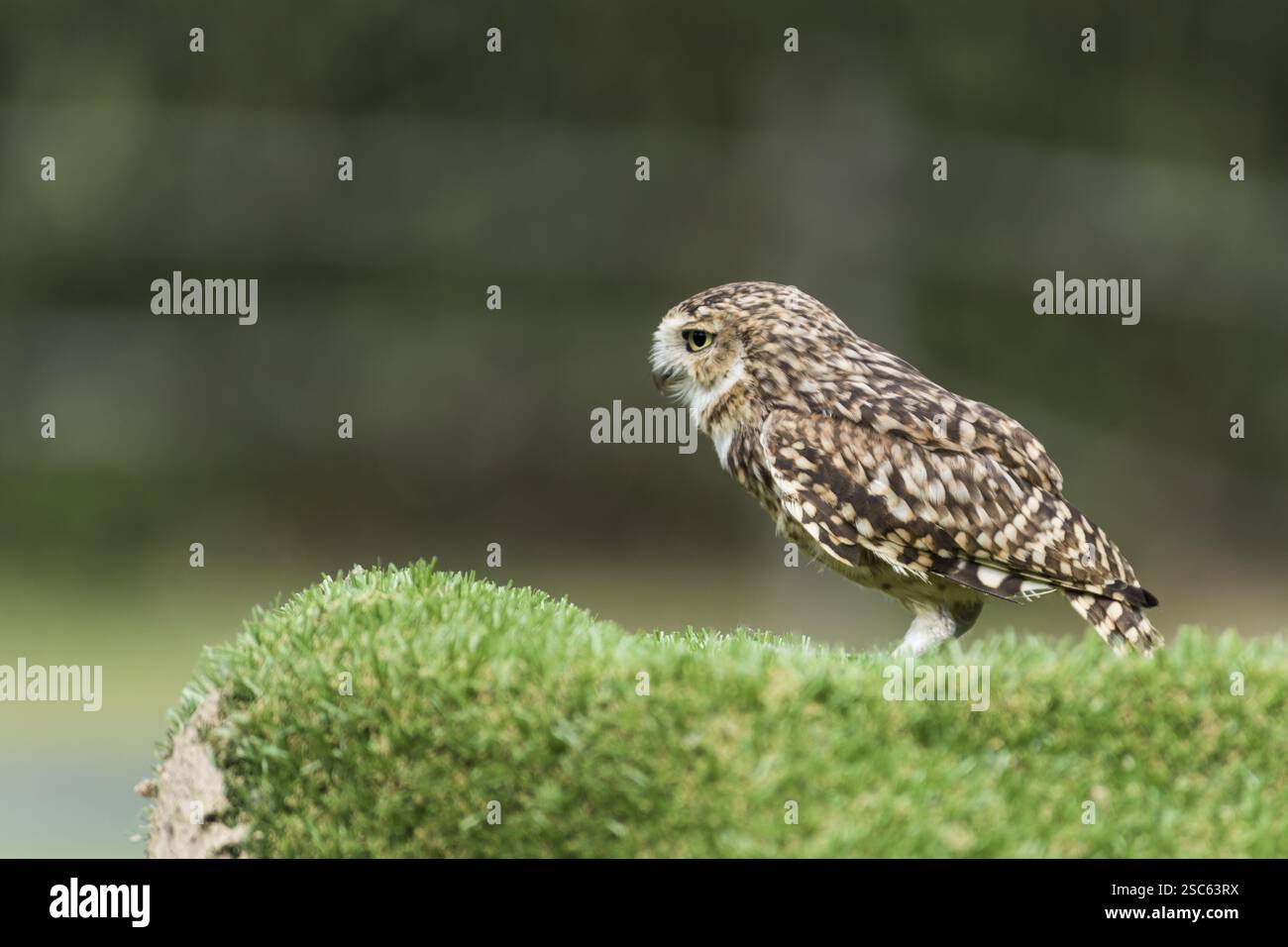 Une photo d'un beau hibou sur un arbre Banque D'Images