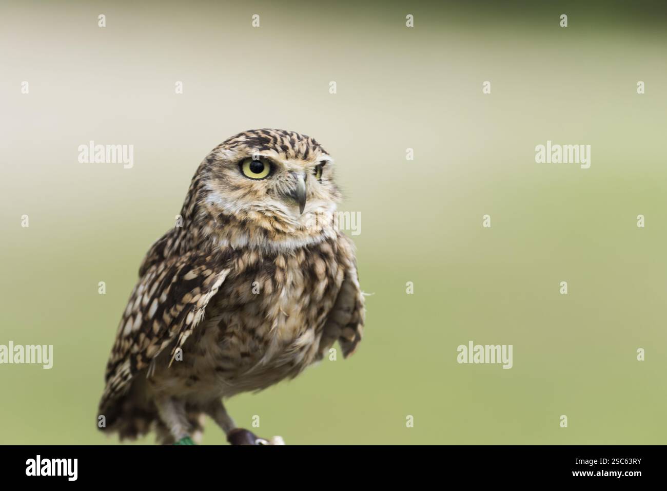 Une photo d'un beau hibou sur un arbre Banque D'Images