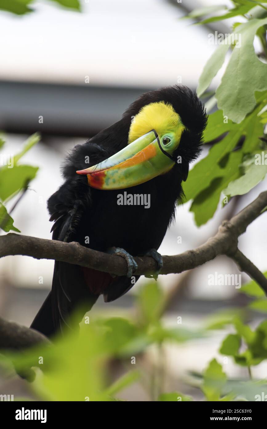 Une image d'un toucan coloré sur un arbre Banque D'Images