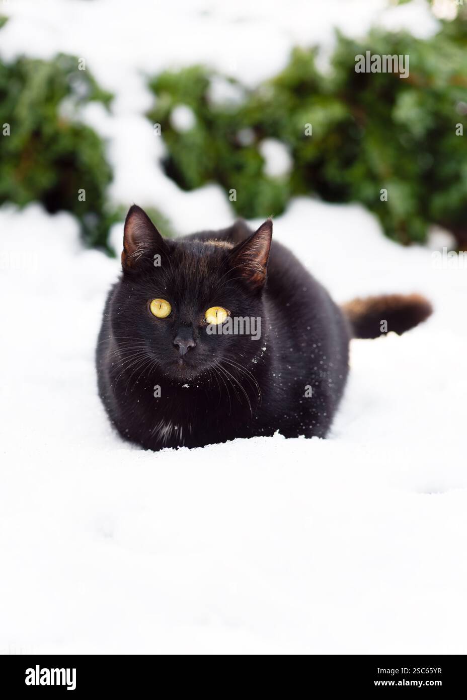Charmant chat domestique noir avec les yeux jaunes dans la neige à l'extérieur dans un jardin enneigé d'hiver. (Felis catus). Mise au point sélective. Banque D'Images