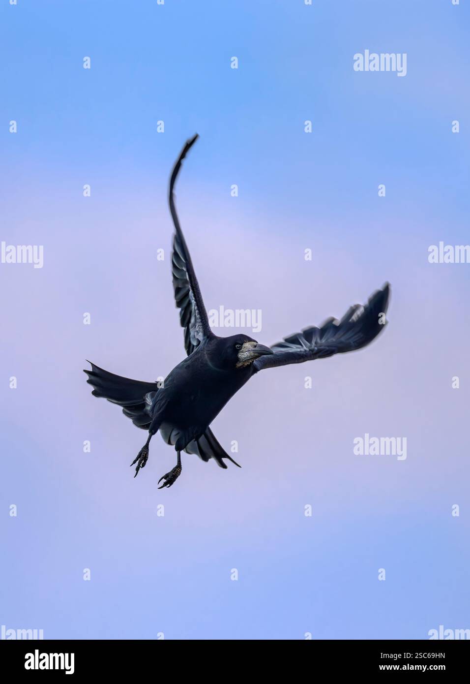Tour (Corvus frugilegus) en vol au coucher du soleil Banque D'Images