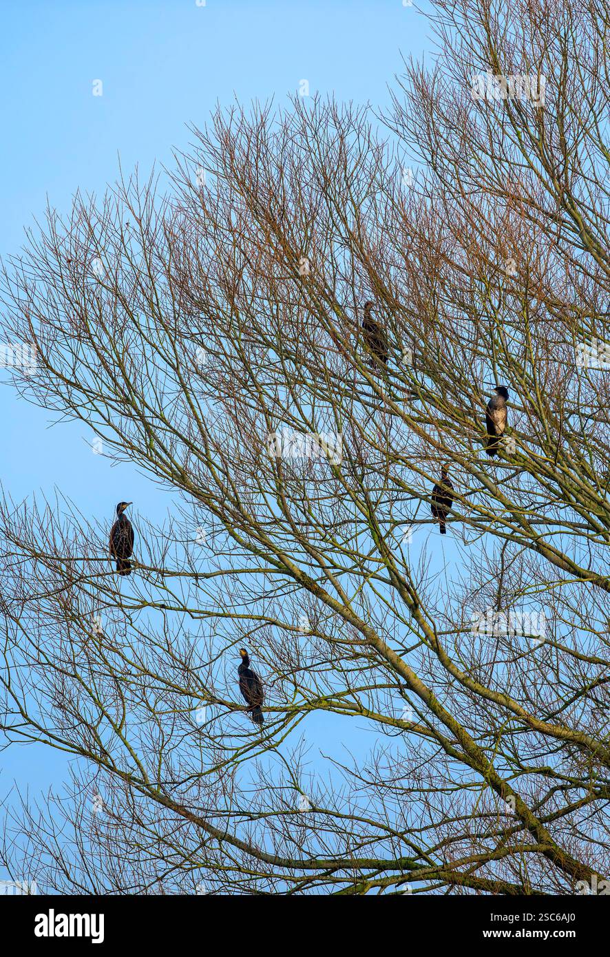 Les cormorans se reposent ou se reposent dans un arbre le matin ensoleillé de l'hiver au lac Chew Valley Banque D'Images