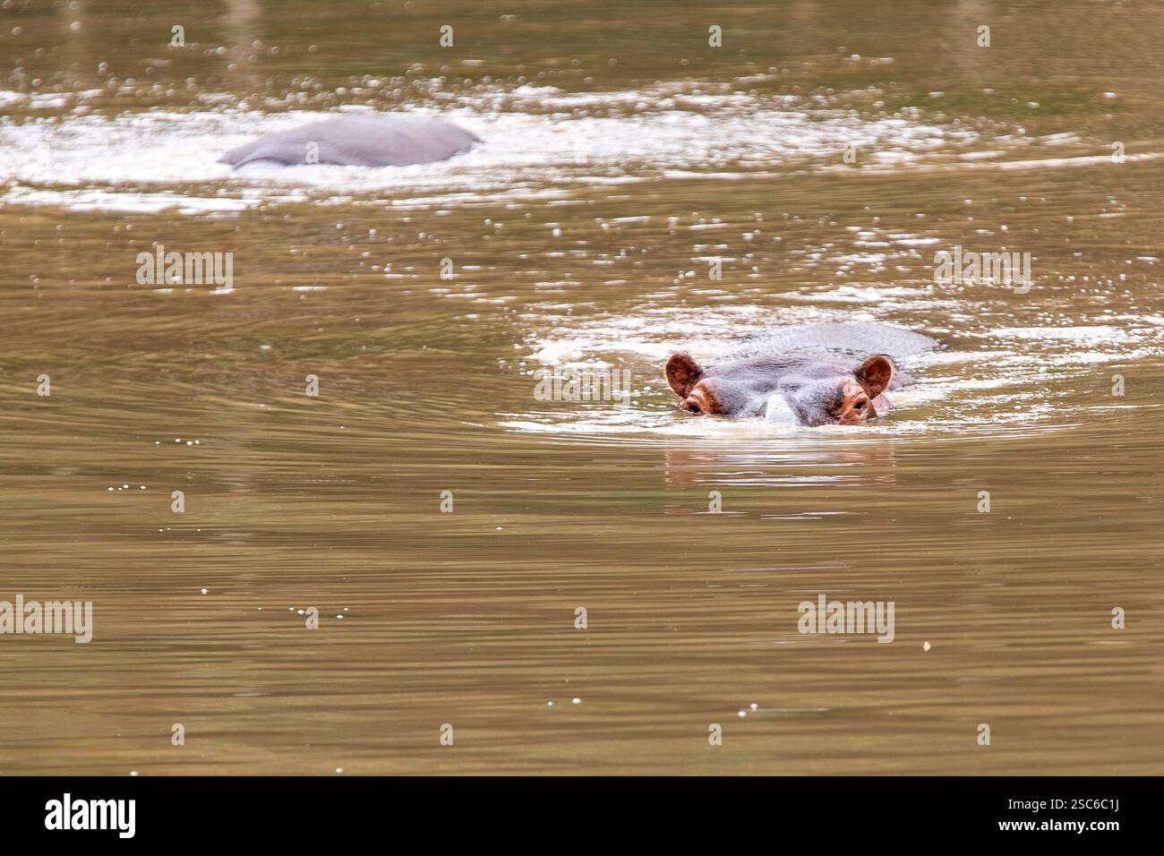 hippopotame commun flottant dans l'eau avec sa tête au-dessus de l'eau regardant droit vers vous Banque D'Images