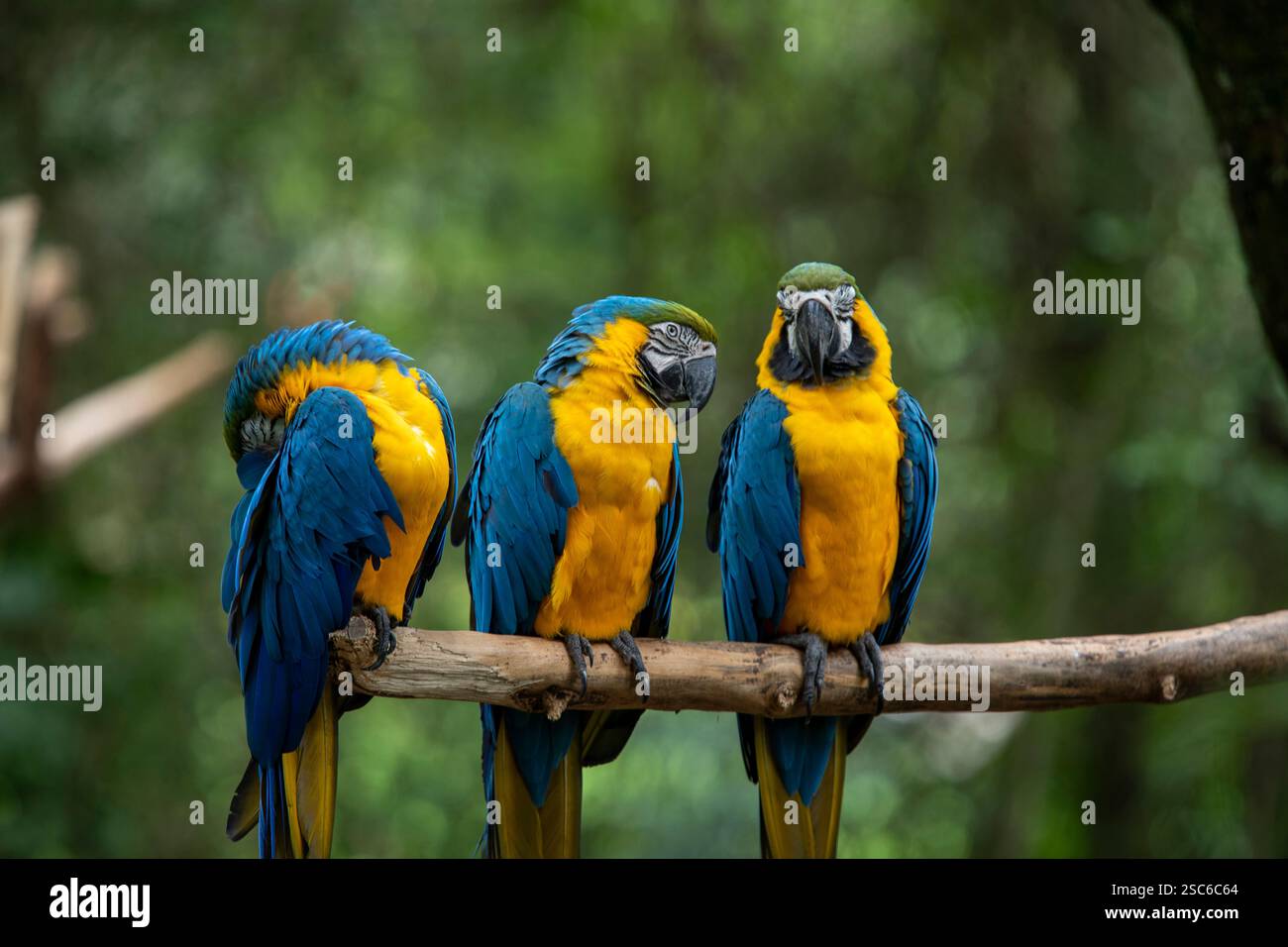 trois aras bleus et jaunes perchés sur une branche d'arbre avec un fond vert flou. Espèce Ara ararauna également connu sous le nom d'Arara Caninde. Ce sont les plus grands Banque D'Images