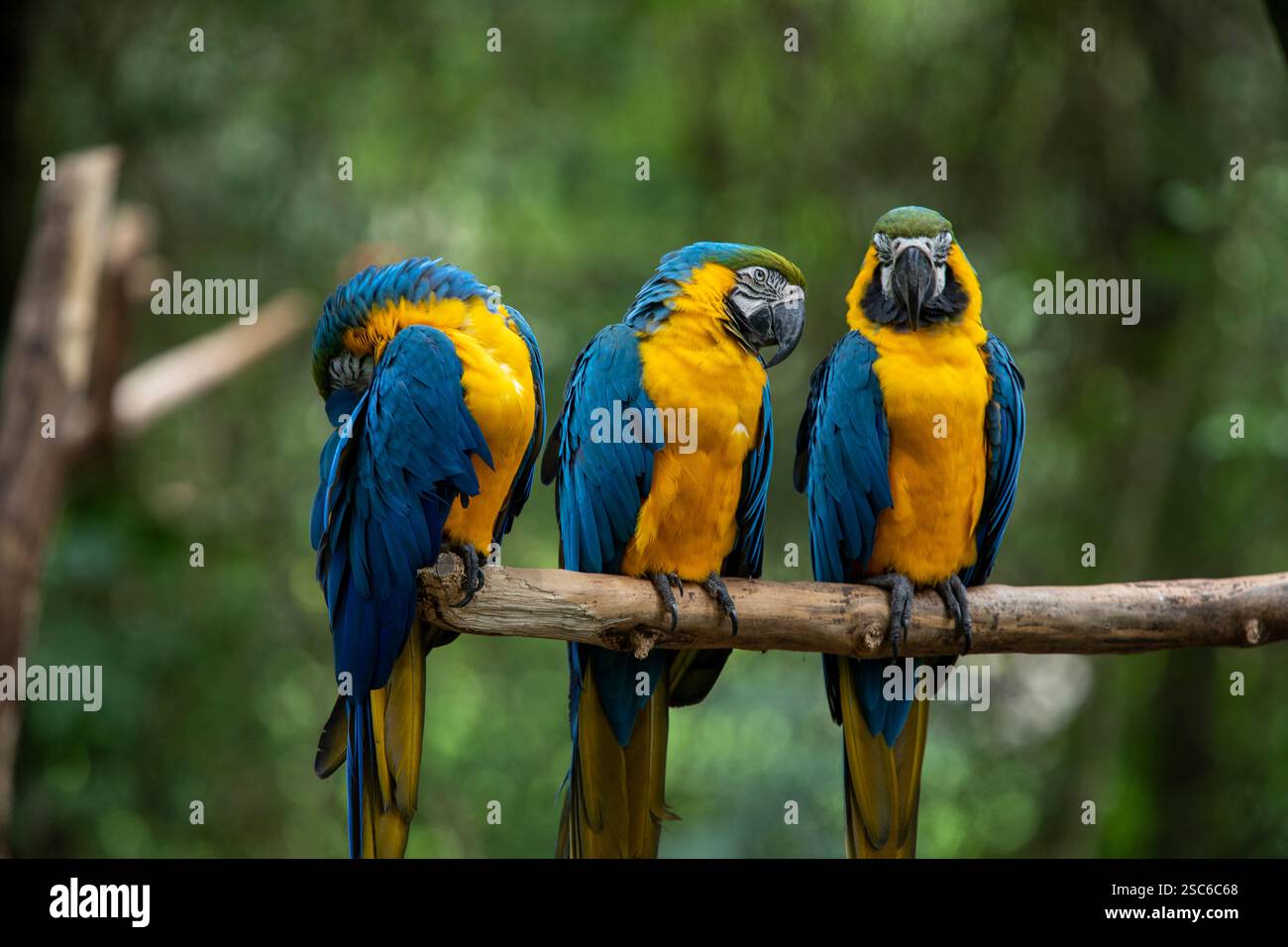 trois aras bleus et jaunes perchés sur une branche d'arbre avec un fond vert flou. Espèce Ara ararauna également connu sous le nom d'Arara Caninde. Ce sont les plus grands Banque D'Images