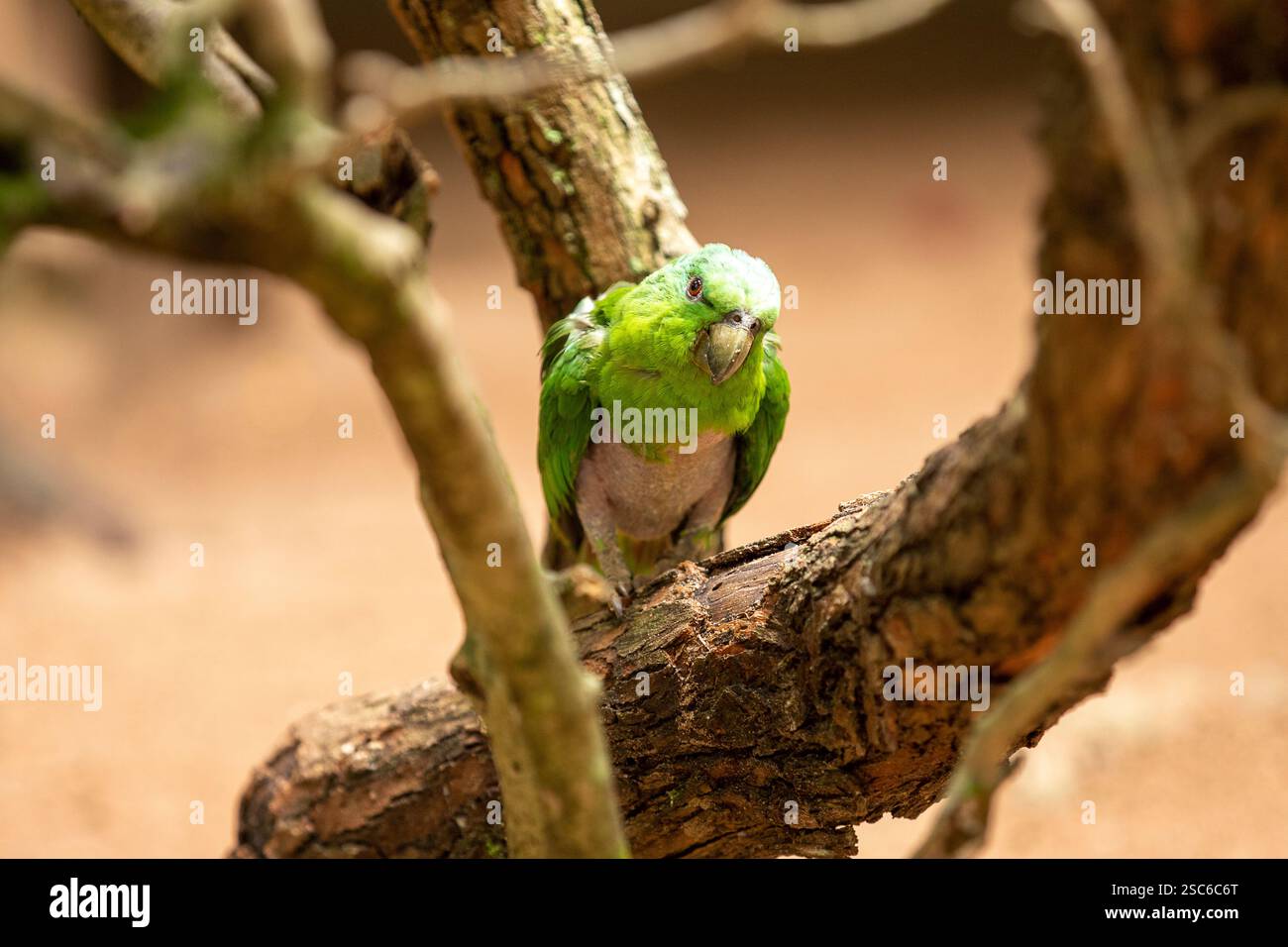 oiseau perroquet vert sur la branche d'arbre regardant la caméra Banque D'Images
