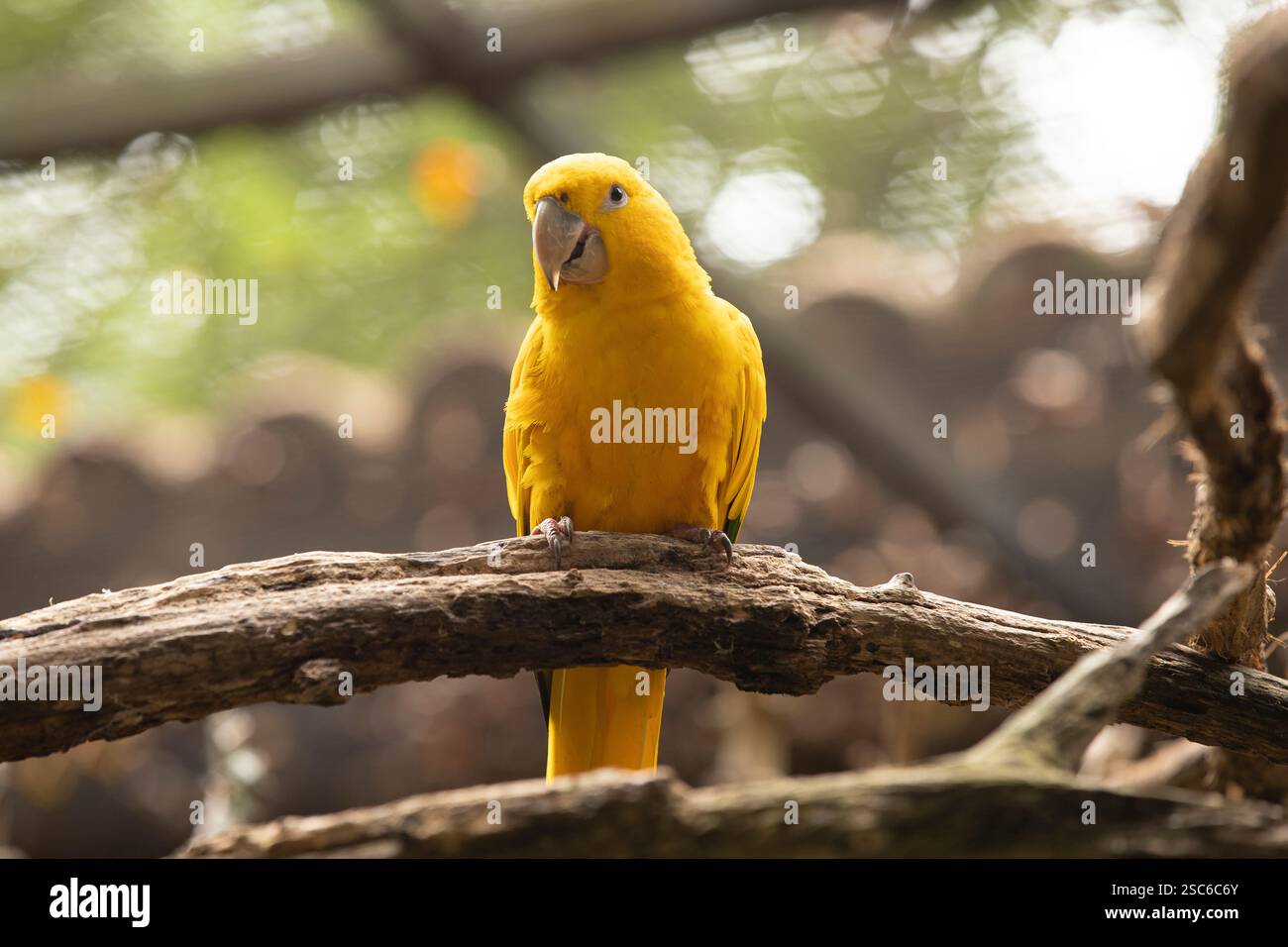 Portrait d'un Ararajuba (Guaruba guarouba) sur une branche d'arbre. Oiseau a des couleurs jaunes et vertes. Perroquet néotropical originaire du bassin amazonien dans l'in Banque D'Images