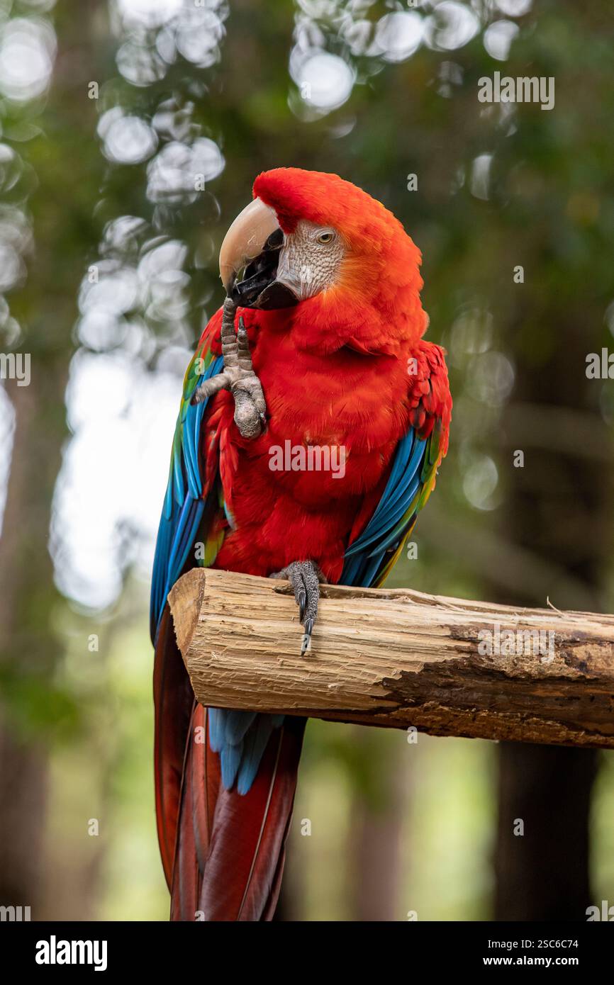 Portrait de perroquet coloré Scarlet Macaw, alias 'Arara vermelha', oiseau brésilien exotique. Oiseau typique brésilien. Banque D'Images