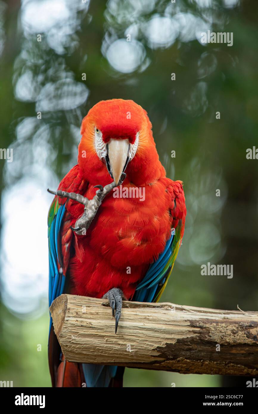 Portrait de perroquet coloré Scarlet Macaw, alias 'Arara vermelha', oiseau brésilien exotique. Oiseau typique brésilien. Banque D'Images