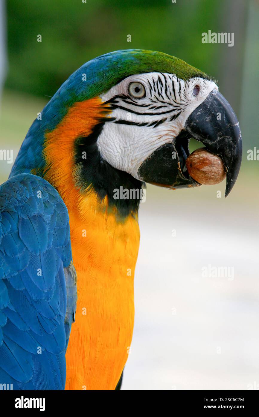 Macaw arara oiseau brésilien de semences de l'alimentation Banque D'Images
