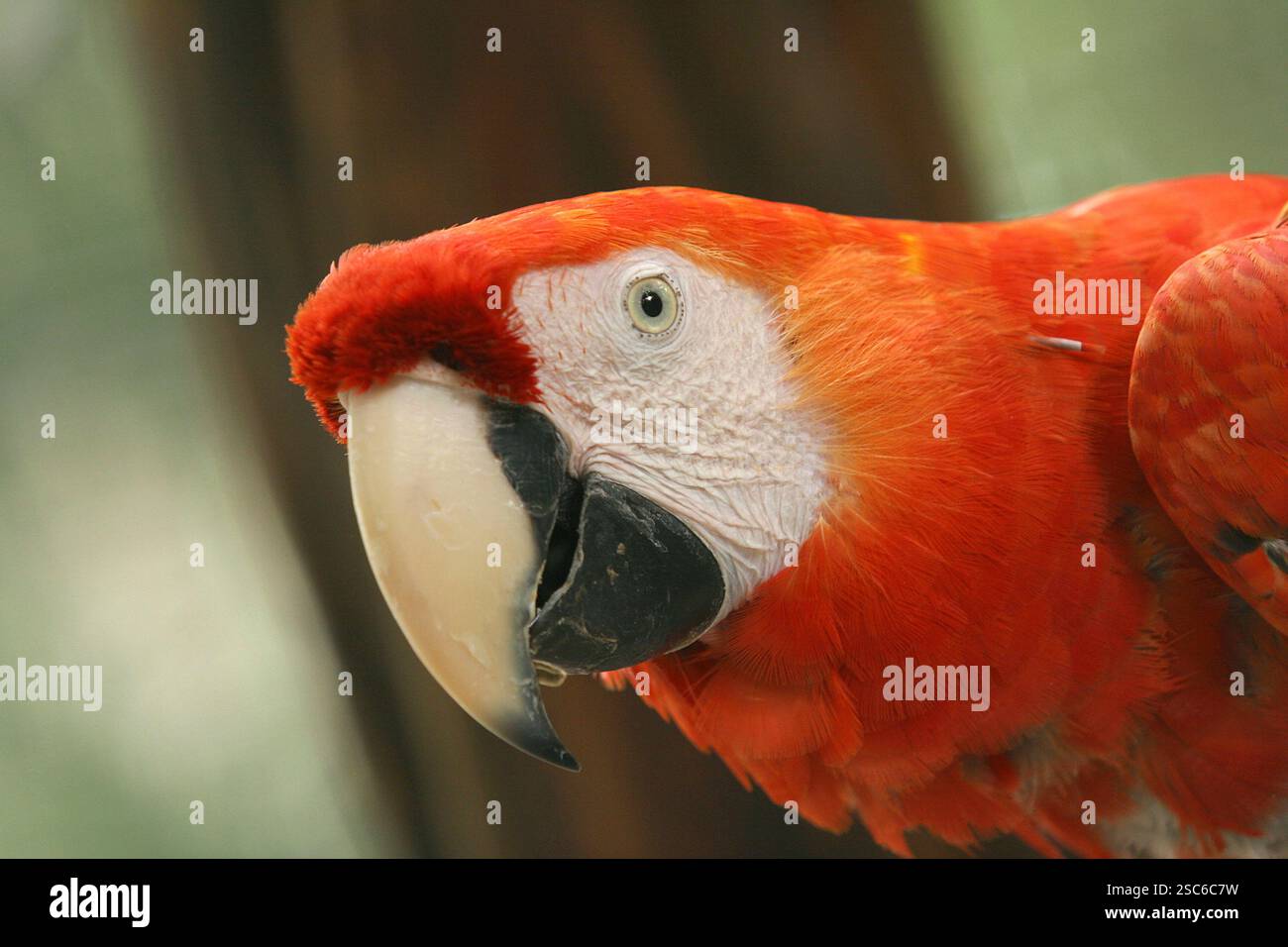Près d'arara, colorée d'oiseaux brésiliens Banque D'Images