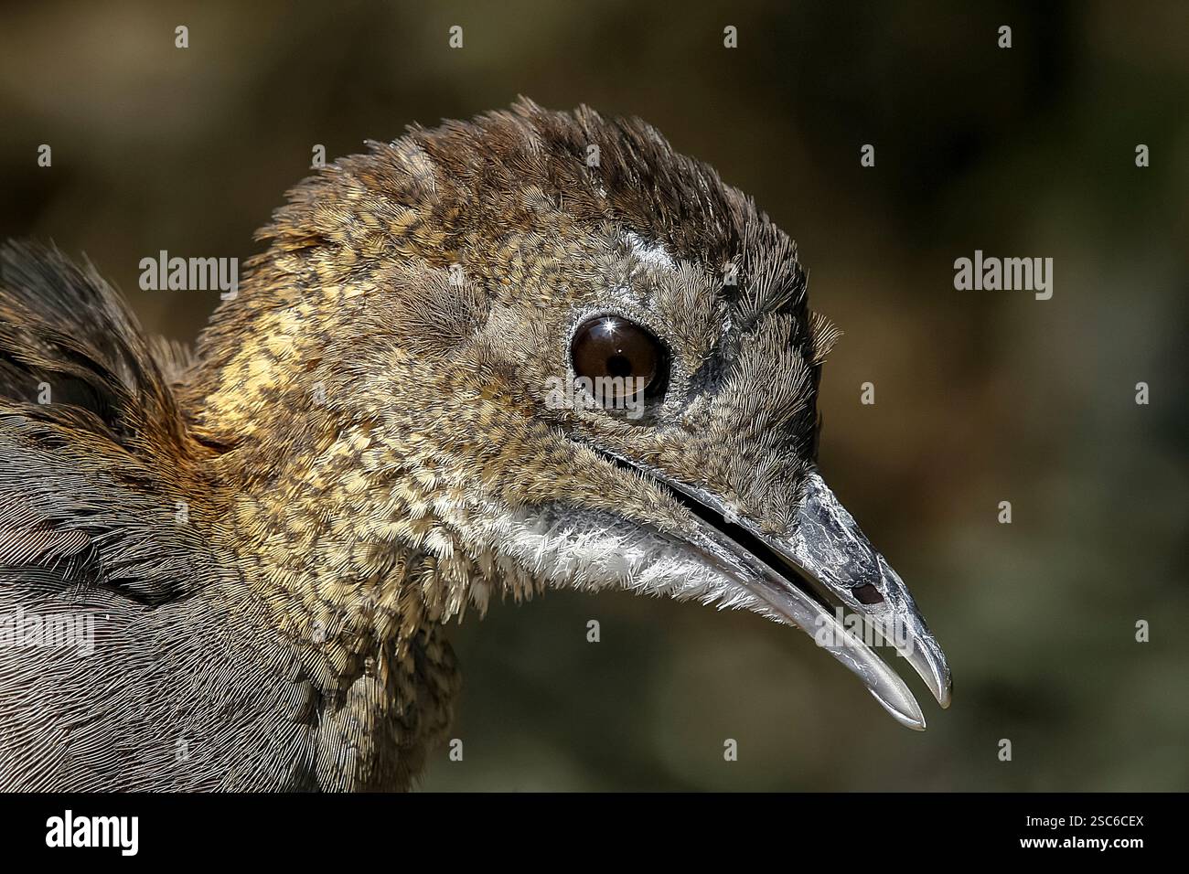 Gros plan de chitam inhambu, Cryptorellus tataupa, oiseau de forêt atlantique au Brésil Banque D'Images