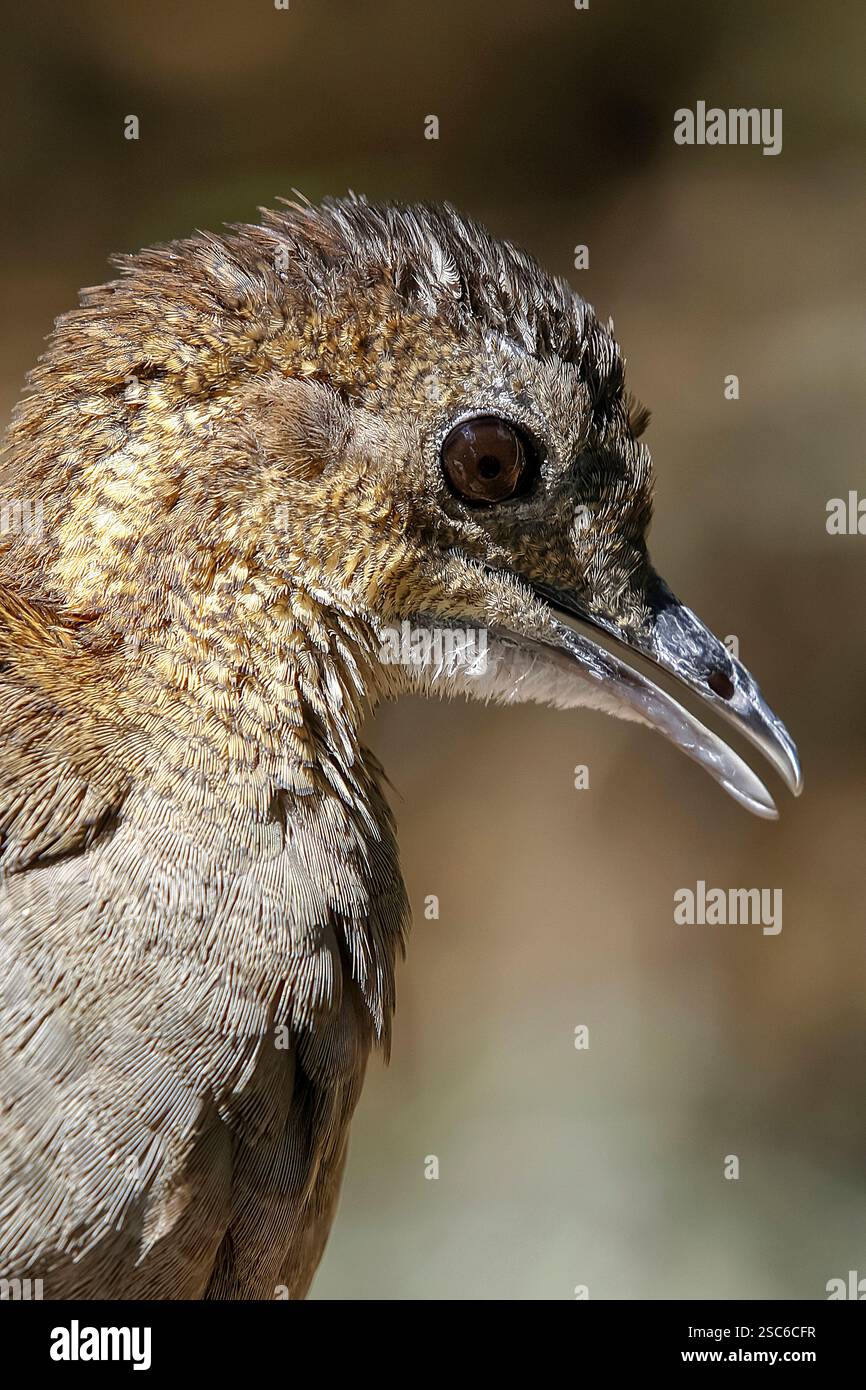Gros plan de chitam inhambu, Cryptorellus tataupa, oiseau de forêt atlantique au Brésil Banque D'Images