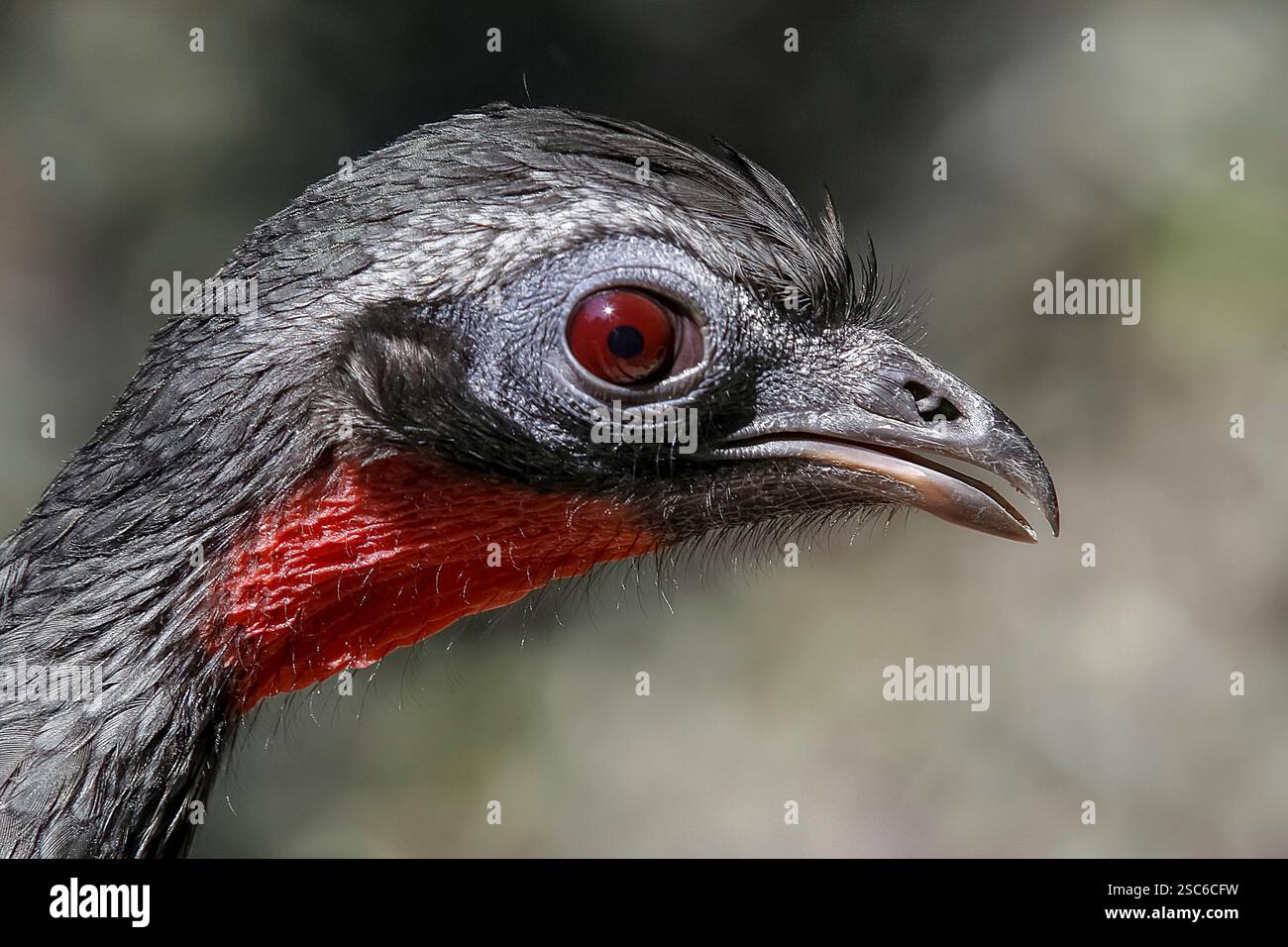 Détail de la tuyauterie à front noir guan, Penelope jacutinga, oiseau unique sur le Brésil Banque D'Images