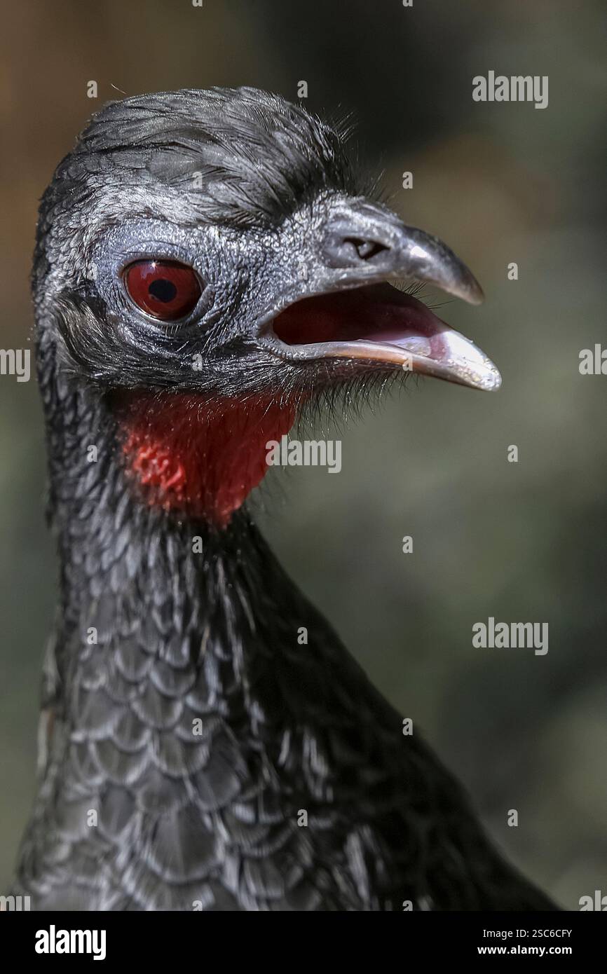 Détail de la tuyauterie à front noir guan, Penelope jacutinga, oiseau unique sur le Brésil Banque D'Images