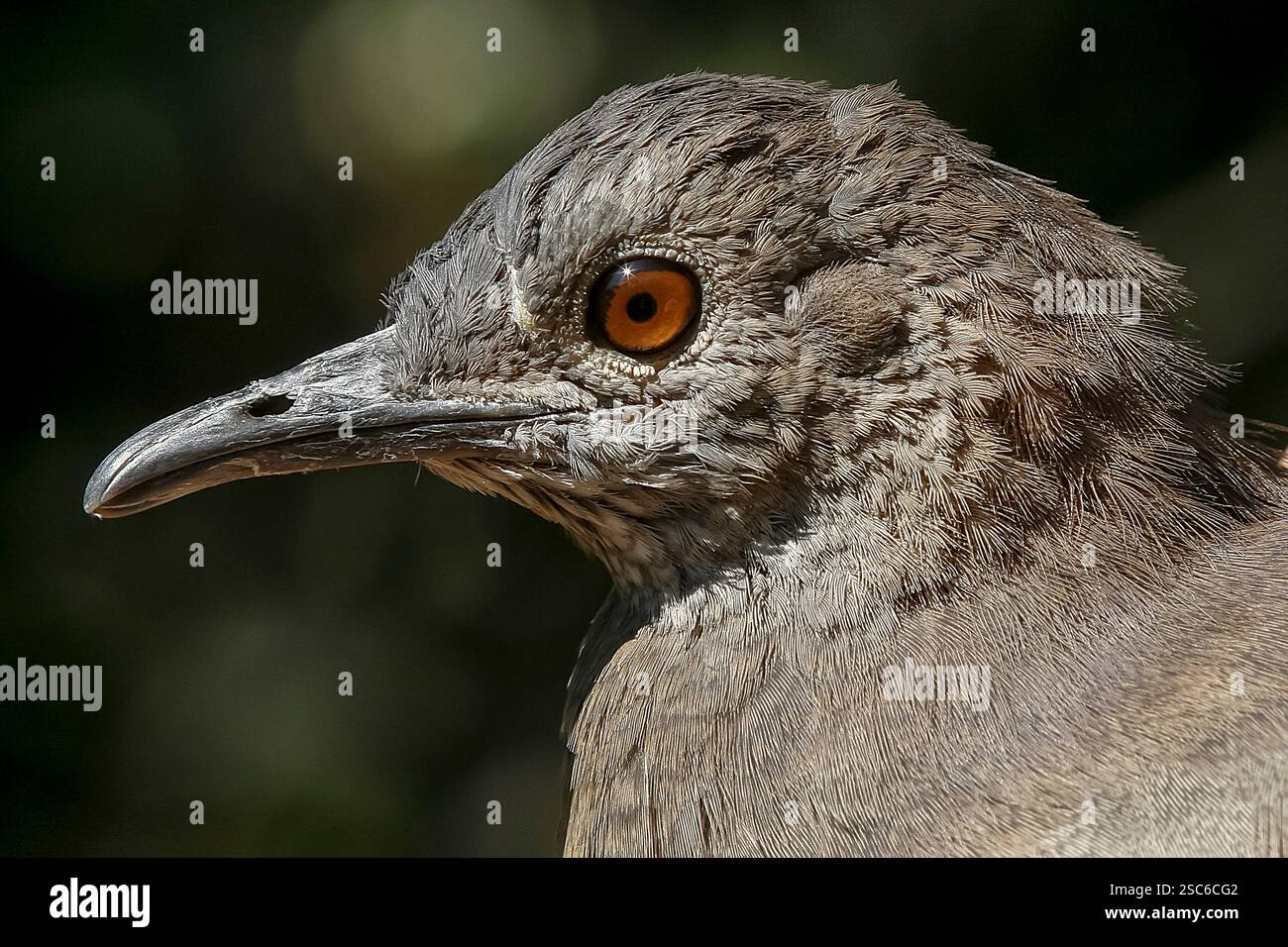 Gros plan de chitam inhambu, Cryptorellus tataupa, oiseau de forêt atlantique au Brésil Banque D'Images