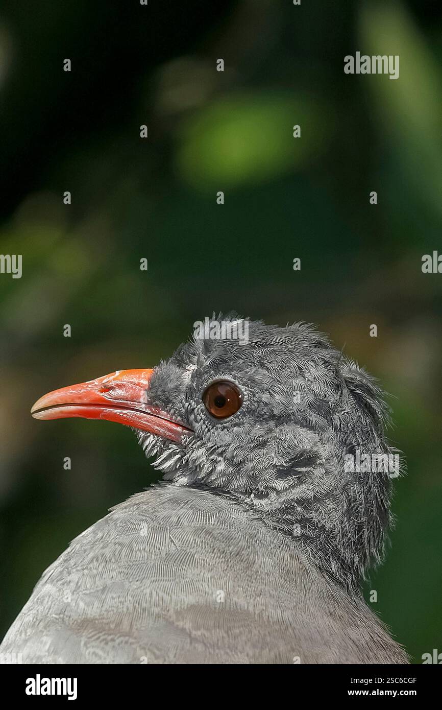 Gros plan de chitam inhambu, Cryptorellus tataupa, oiseau de forêt atlantique au Brésil Banque D'Images