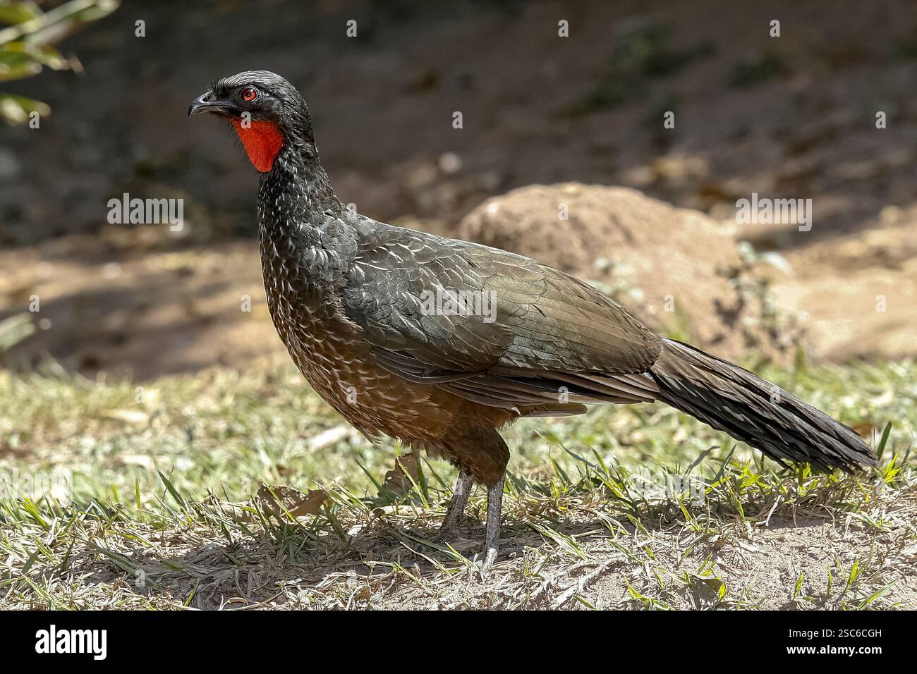 Tuyauterie à front noir guan, Penelope jacutinga, oiseau unique sur terre, Brésil Banque D'Images