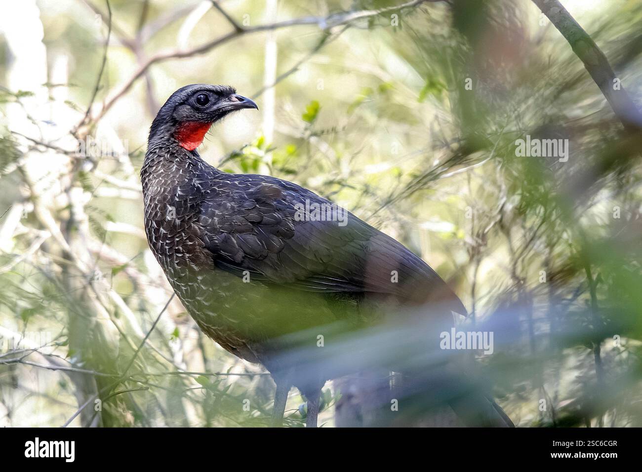 Tuyauterie à front noir guan, Penelope jacutinga, oiseau unique sur branche, Brésil Banque D'Images