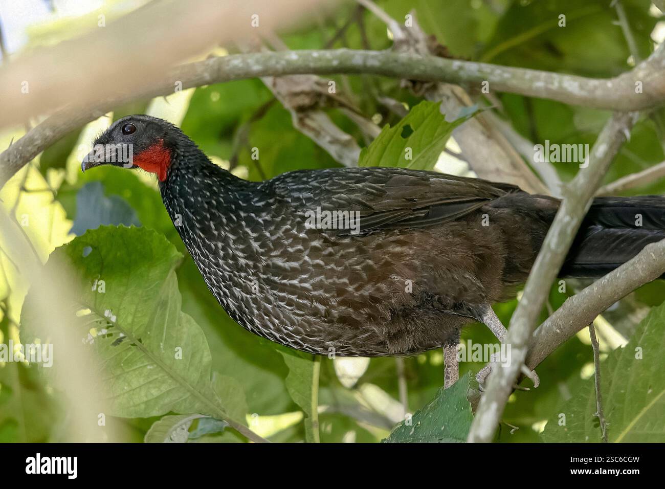 Tuyauterie à front noir guan, Penelope jacutinga, oiseau unique sur branche, Brésil Banque D'Images